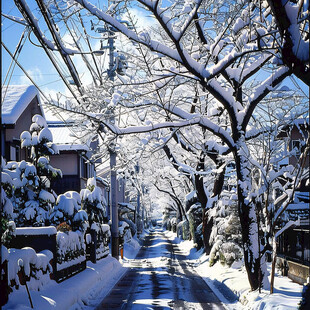 落满白雪的林荫道