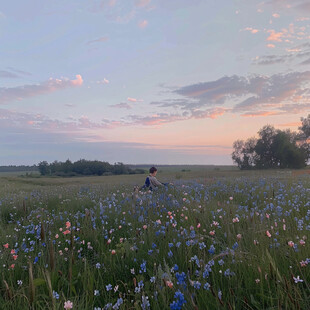 夕阳与花海