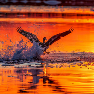 鸟降落水面瞬间