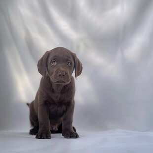 米黄色拉布拉多幼犬