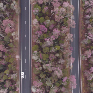 紫荆花公路