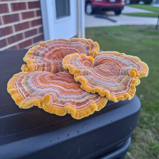 蘑菇造型蘑菇编制物