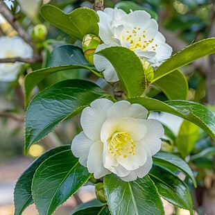 油茶花白色花朵