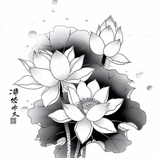 荷花手绘黑白
