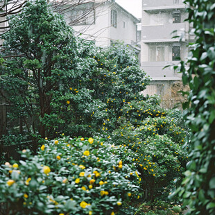 雨中桂花树