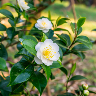 油茶花白色花朵