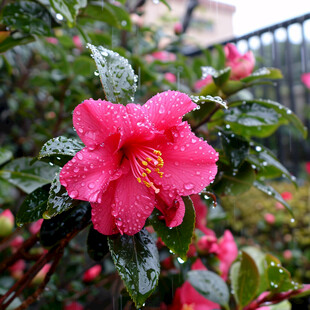 雨中红花绿叶