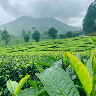 超广角茶田图