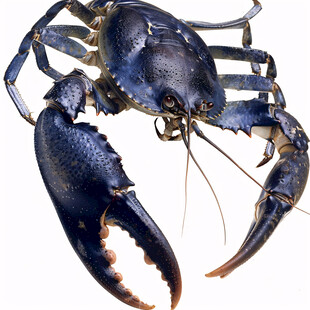 卡通小龙虾写实海鲜