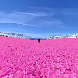 满地紫玉兰花瓣