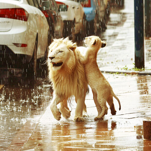 雨中动物园