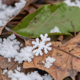 技叶上的积雪