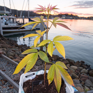 岸边彩色植物