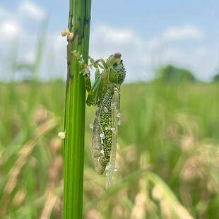 水稻稻赤斑沫蝉