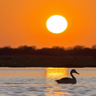 沐浴夕阳的天鹅