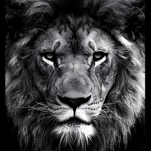 狮头狮子王动物头像