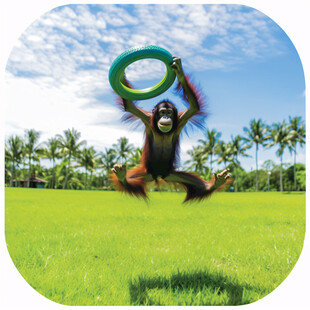 可爱猩猩跑步形象