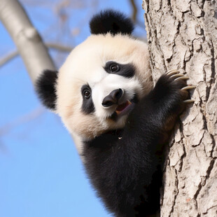 树上小熊猫