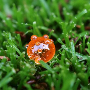 小虫春雨春雷瓢虫