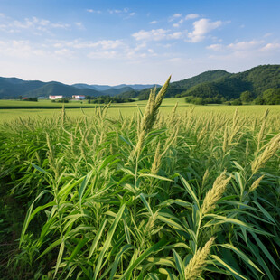 高清乡村稻天