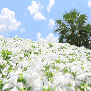 唯美白花背景河岸小花