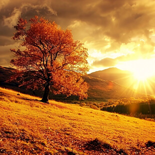 阳光大树阳光树景