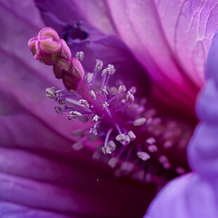 杜鹃花花蕊