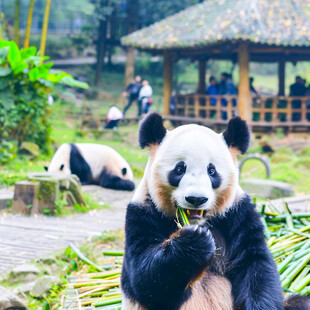 吃竹笋的大熊猫