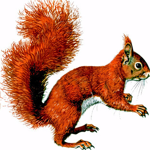 手绘松鼠动物