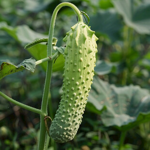 葫芦科苦瓜属植物果实