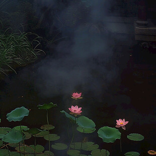 云雾荷花池