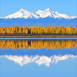 蓝色湖水金色胡杨雪山