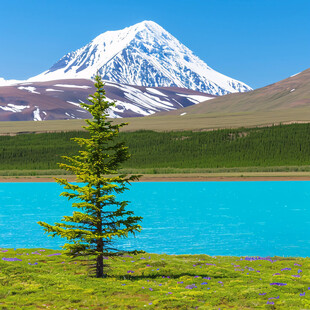 松树喀纳斯高山湖泊