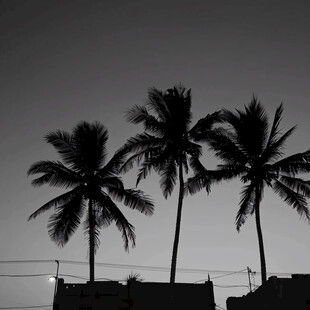 灯光下的椰子树