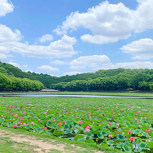 顾村公园荷花湖泊