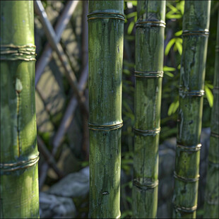 竹子实照