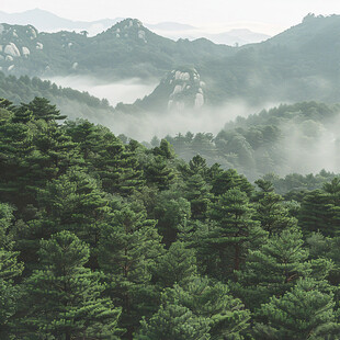 迎客松植被绿色树木