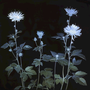 鬼针草插画插图