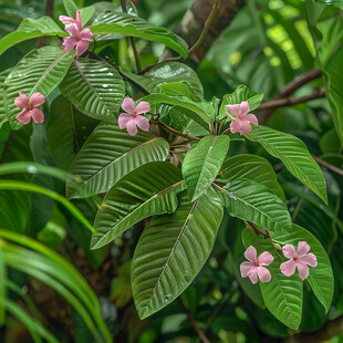 热带雨林叶子花