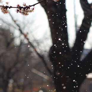 雪压樱桃花