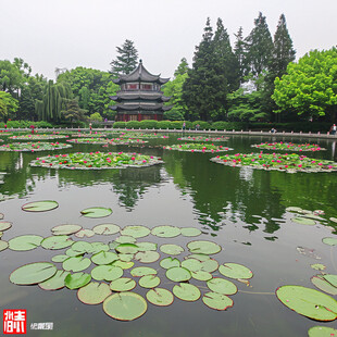 西子湖畔莲花池