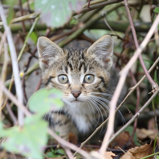 机警的小猫