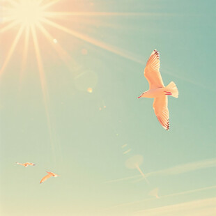 阳光卡通太阳飞鸟