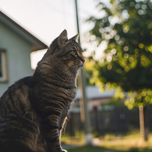 狸花猫脸部侧面特写