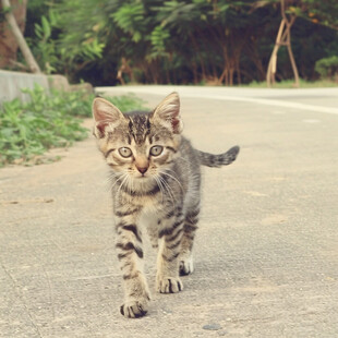 中国狸花猫幼猫图片