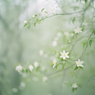 树藤小白花