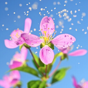 沙果花素材