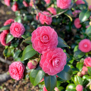 树上茶花花朵