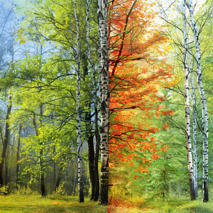 秋天森林画白桦树