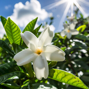 梦幻栀子花